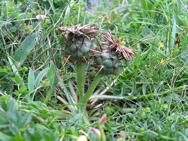 Centaurea borjae, photographed by José Luis Camaño