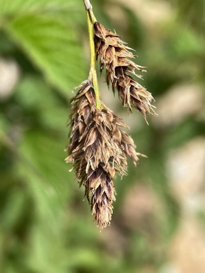 Carex chalciolepis, photographed by Matt Berger
