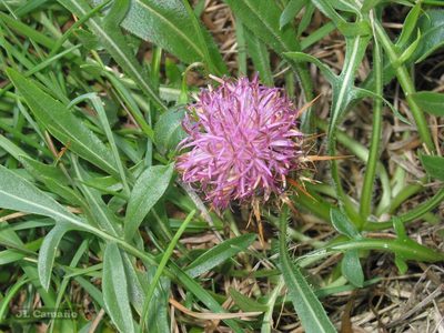 Centaurea borjae, photographed by José Luis Camaño