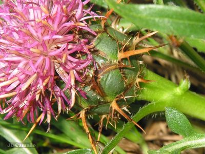Centaurea borjae, photographed by José Luis Camaño