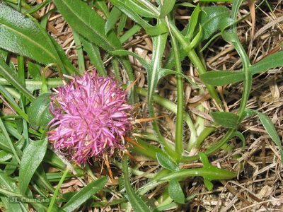 Centaurea borjae, photographed by José Luis Camaño