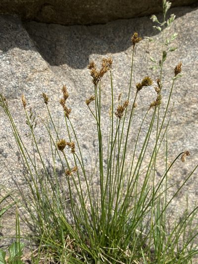 Carex phaeocephala, photographed by Matt Berger