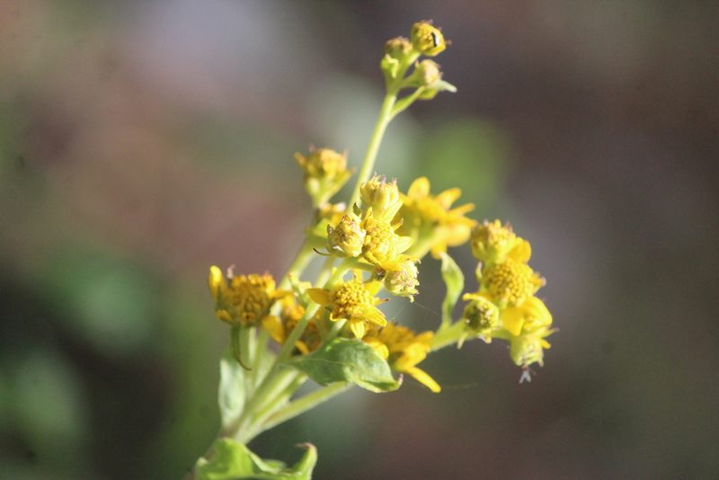 Zaluzania megacephala, photographed by José Belem Hernández Díaz