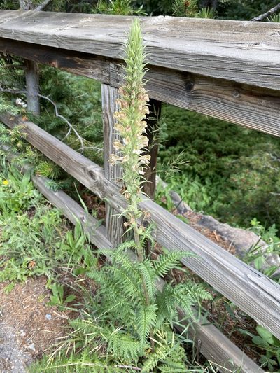 Pedicularis procera, photographed by Matt Berger