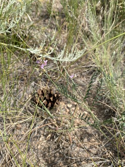 Astragalus flexuosus, photographed by Matt Berger