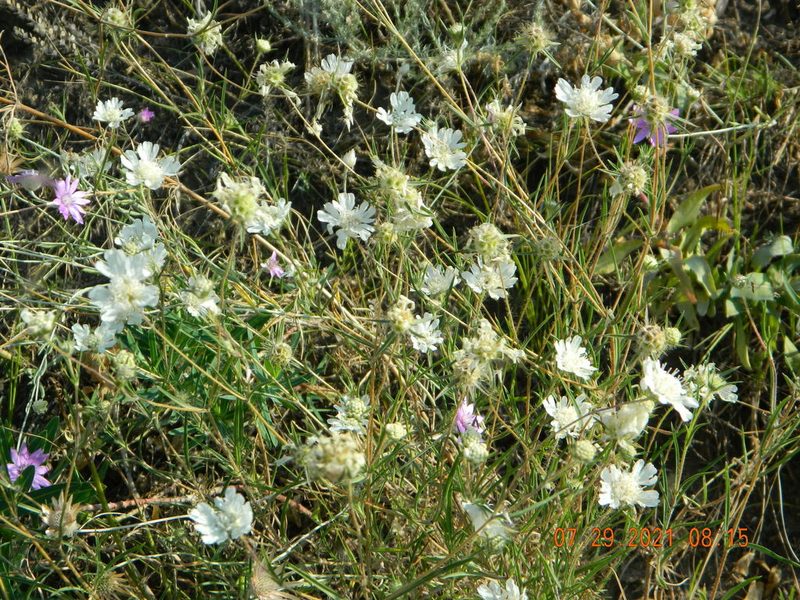 Lomelosia argentea, photographed by Galyna Mykytynets