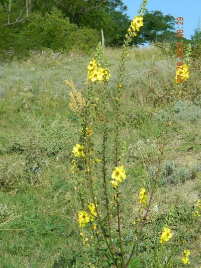 Verbascum chaixii, photographed by Galyna Mykytynets