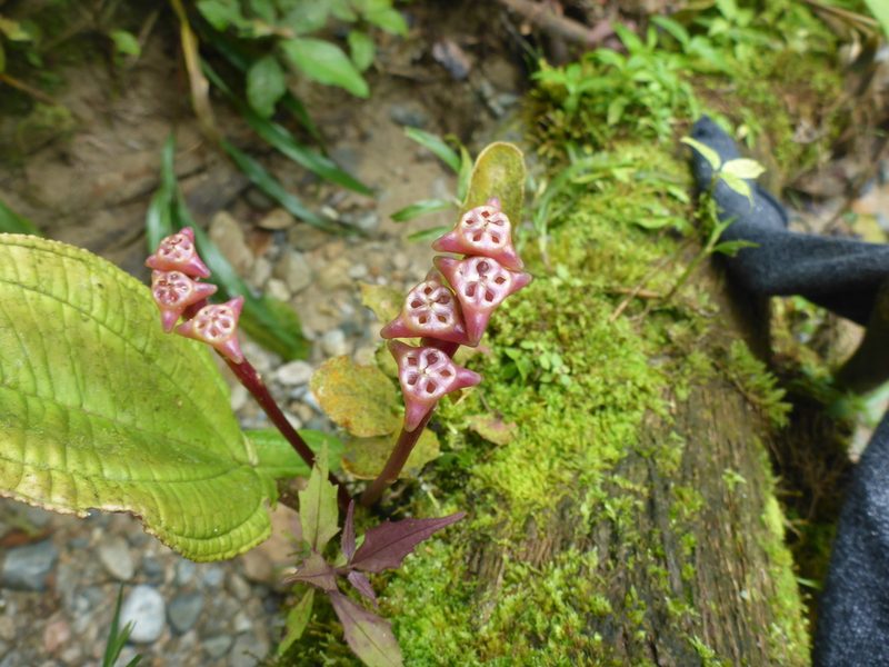 Monolena primuliflora, photographed by Michael Bakker Paiva