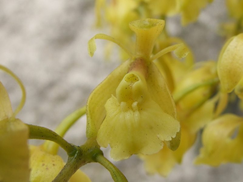Epidendrum densifolium, photographed by Thibaud Aronson