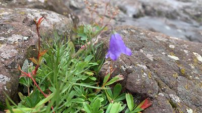Campanula intercedens, photographed by Lorie Shaull