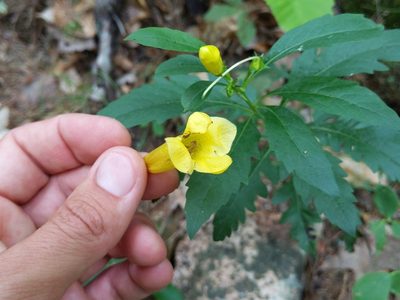 Aureolaria flava, photographed by Ken-ichi Ueda