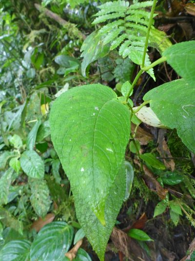 Monopyle paniculata, photographed by Michael Bakker Paiva