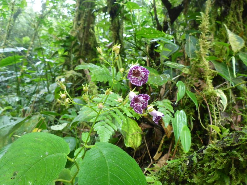 Monopyle paniculata, photographed by Michael Bakker Paiva
