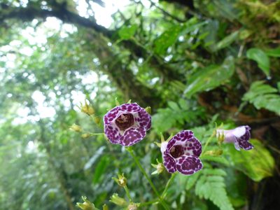 Monopyle paniculata, photographed by Michael Bakker Paiva