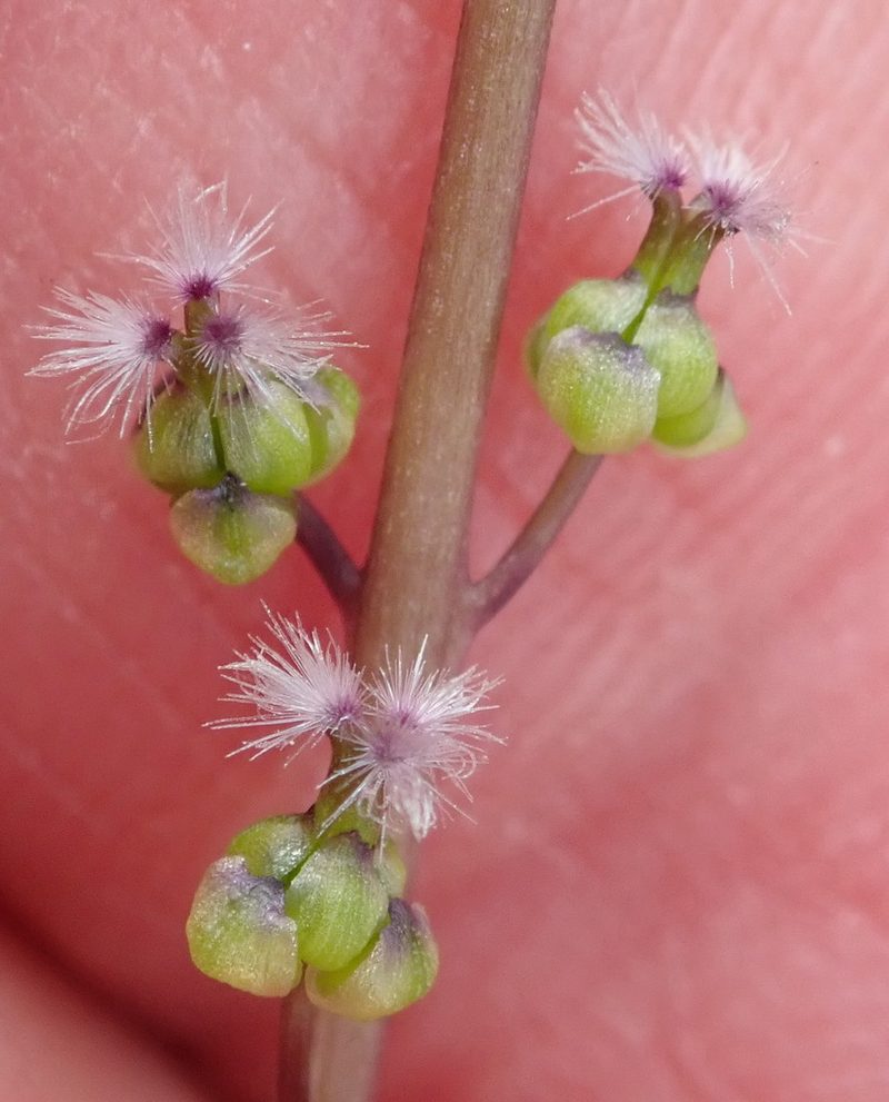 Triglochin compacta, photographed by Nicola van Berkel