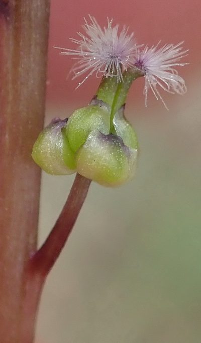 Triglochin compacta, photographed by Nicola van Berkel