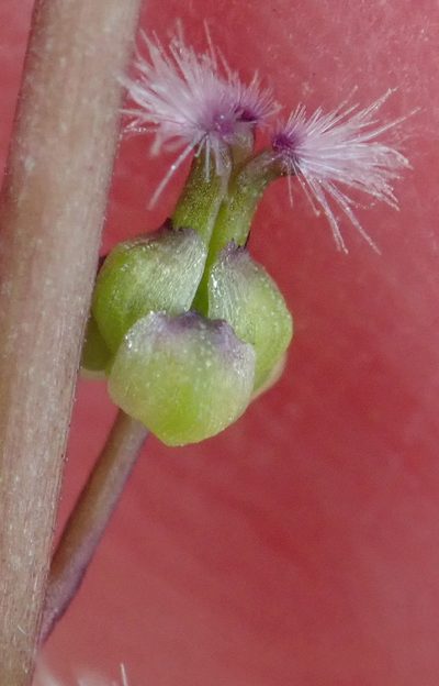 Triglochin compacta, photographed by Nicola van Berkel