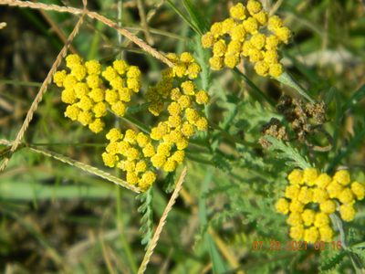 Achillea leptophylla, photographed by Galyna Mykytynets