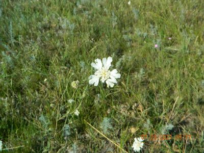 Lomelosia argentea, photographed by Galyna Mykytynets