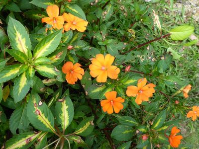 Impatiens hawkeri, photographed by Michael Bakker Paiva