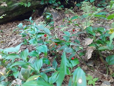 Ruscus colchicus, photographed by Сергей Грабчак