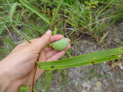 Asimina angustifolia, photographed by Michael W Belitz