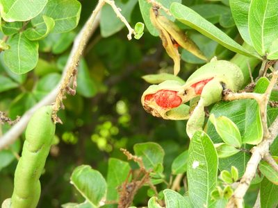 Pithecellobium lanceolatum, photographed by Francisco Farriols Sarabia