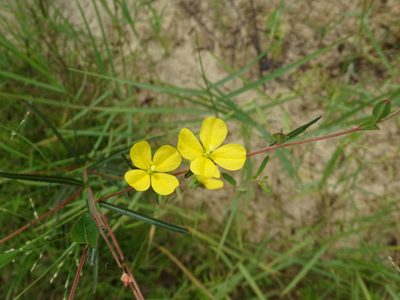 Ludwigia virgata, photographed by Michael W Belitz