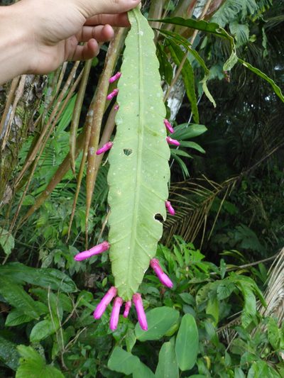 Pseudorhipsalis amazonica, photographed by Michael Bakker Paiva