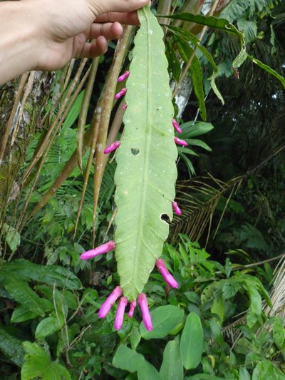 Pseudorhipsalis amazonica, photographed by Michael Bakker Paiva