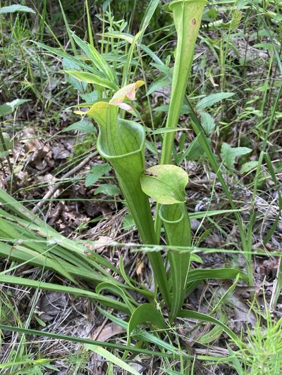 Sarracenia oreophila, photographed by Hill Craddock