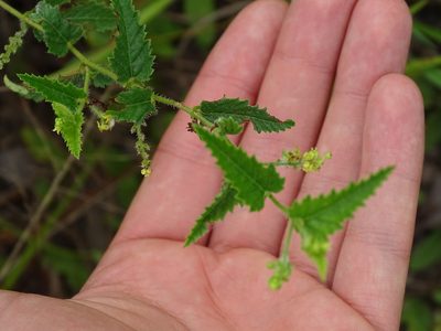Tragia urticifolia, photographed by Michael W Belitz
