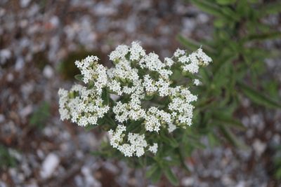 Stevia serrata, photographed by José Belem Hernández Díaz