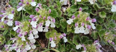 Teucrium pyrenaicum, photographed by Santiago Martín-Bravo