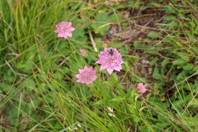 Astrantia maxima, photographed by stolbovsky