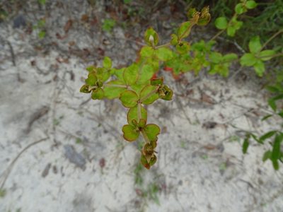 Eriogonum tomentosum, photographed by Michael W Belitz
