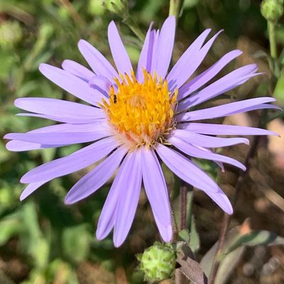 Erigeron aliceae, photographed by James Fowler