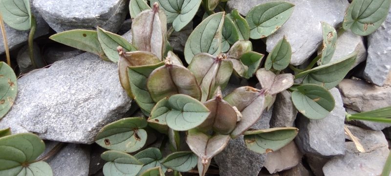 Dioscorea pyrenaica, photographed by Santiago Martín-Bravo
