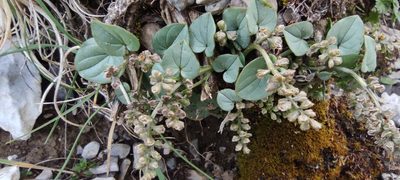 Dioscorea pyrenaica, photographed by Santiago Martín-Bravo
