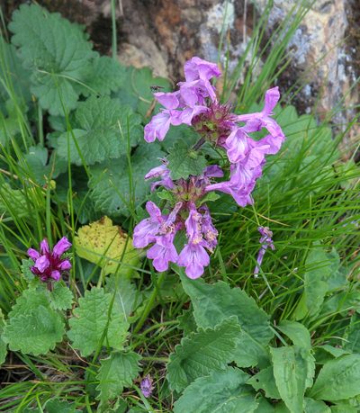 Betonica macrantha, photographed by stolbovsky
