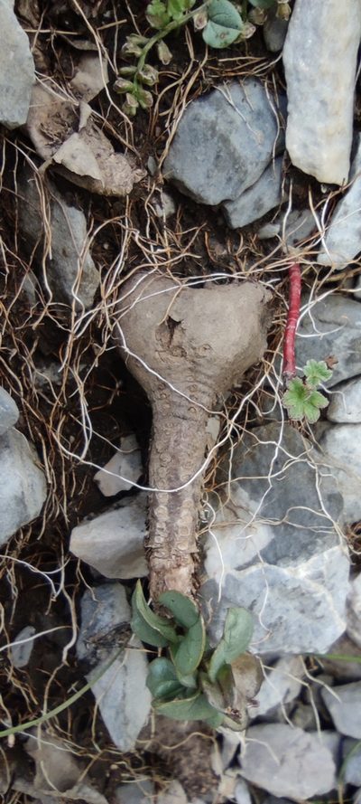 Dioscorea pyrenaica, photographed by Santiago Martín-Bravo