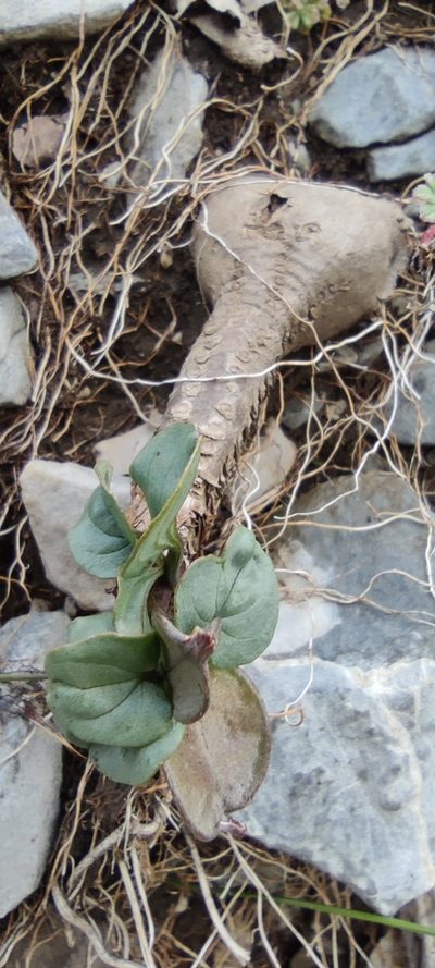 Dioscorea pyrenaica, photographed by Santiago Martín-Bravo