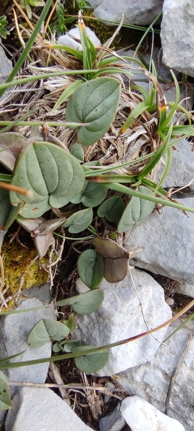 Dioscorea pyrenaica, photographed by Santiago Martín-Bravo