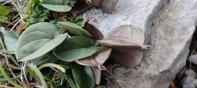 Dioscorea pyrenaica, photographed by Santiago Martín-Bravo