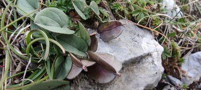 Dioscorea pyrenaica, photographed by Santiago Martín-Bravo