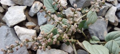 Dioscorea pyrenaica, photographed by Santiago Martín-Bravo