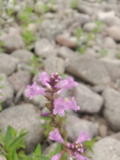 Physostegia parviflora, photographed by Kate