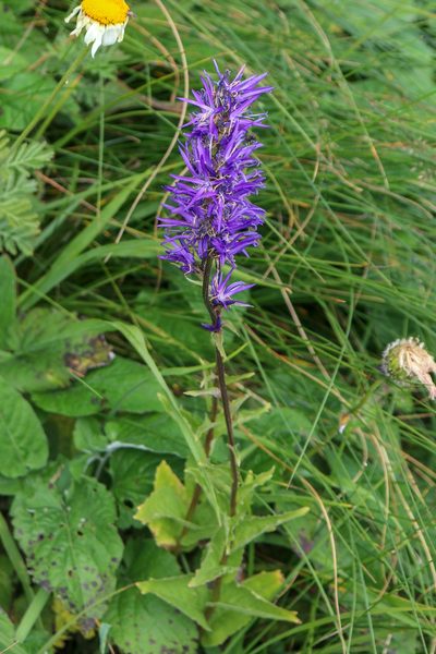 Asyneuma campanuloides, photographed by stolbovsky