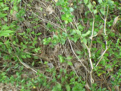 Clinopodium carolinianum, photographed by kcthetc1