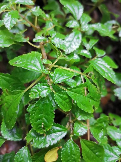 Pilea elliptica, photographed by Inao Vasquez